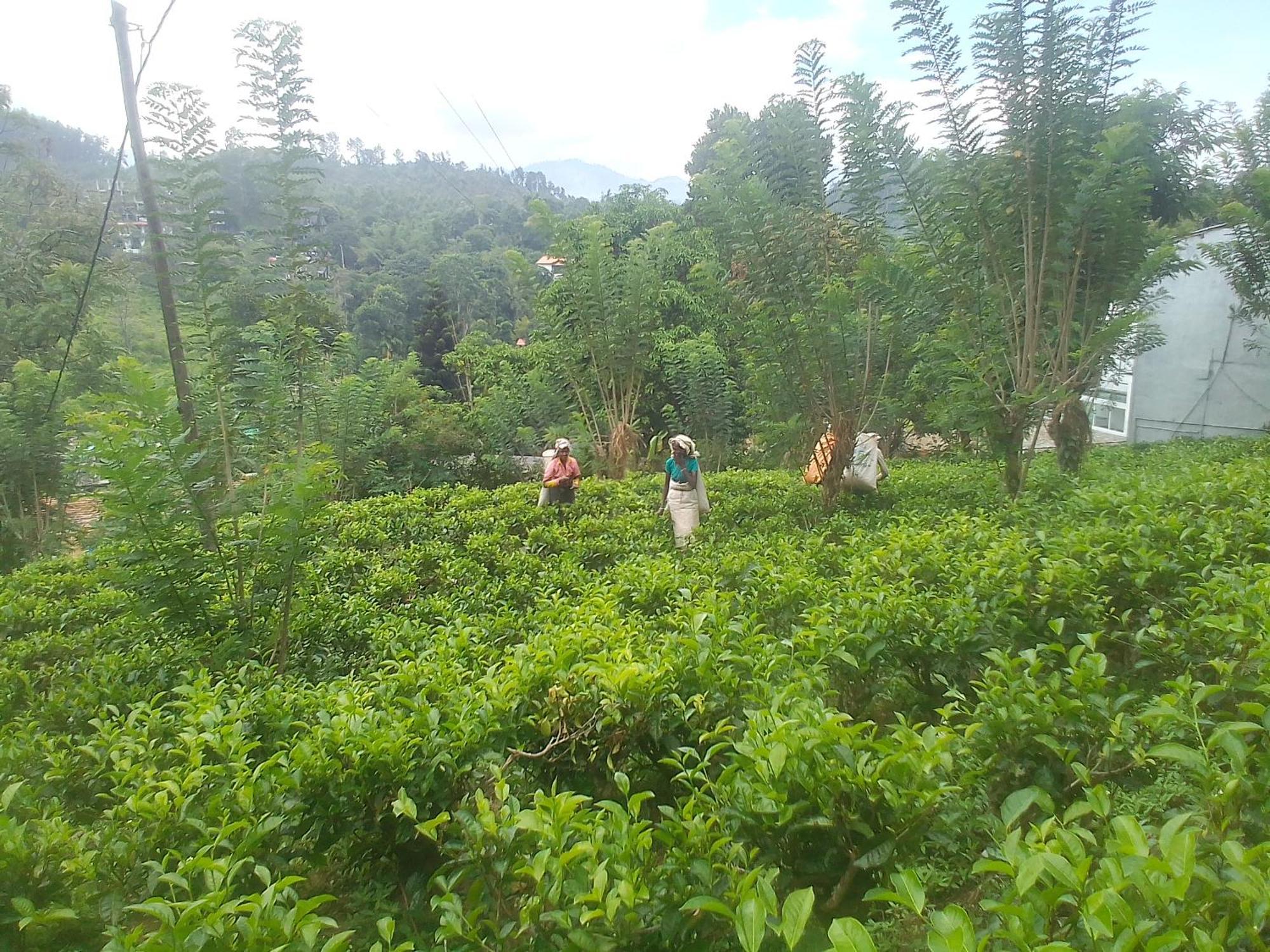 Talblick Homestay Ella Rom bilde