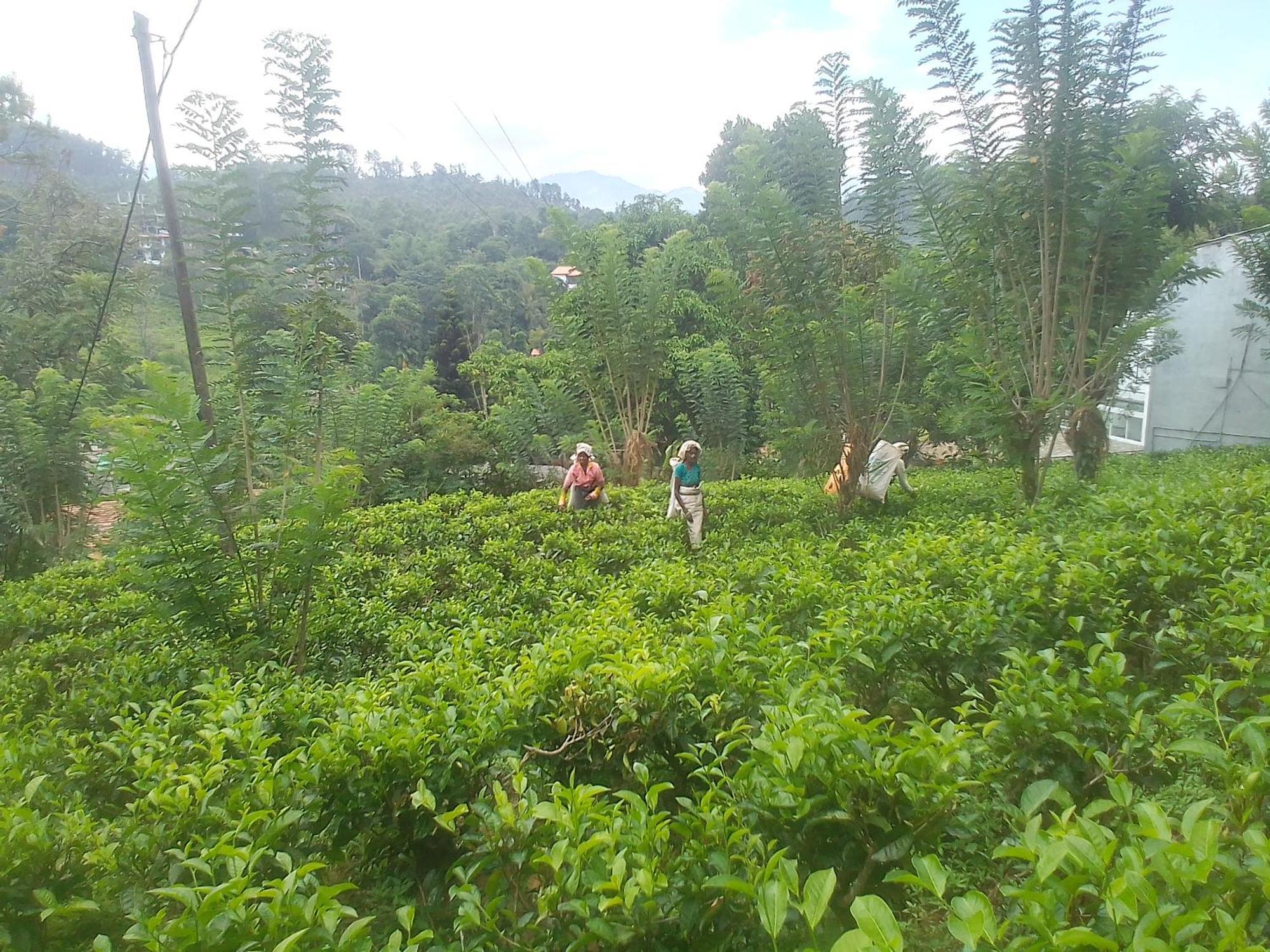 Talblick Homestay Ella Rom bilde